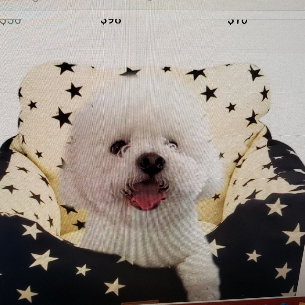 Dog Car Seat Pet Booster Seat for Small Dogs Washable New In Box & Plastic